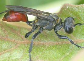 Prionyx parkeri